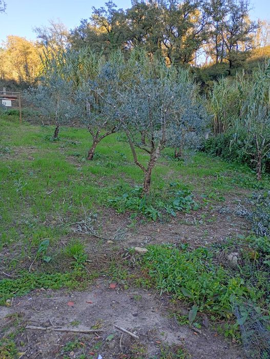 Poda de arvores frutíferas e limpeza de terrenos.