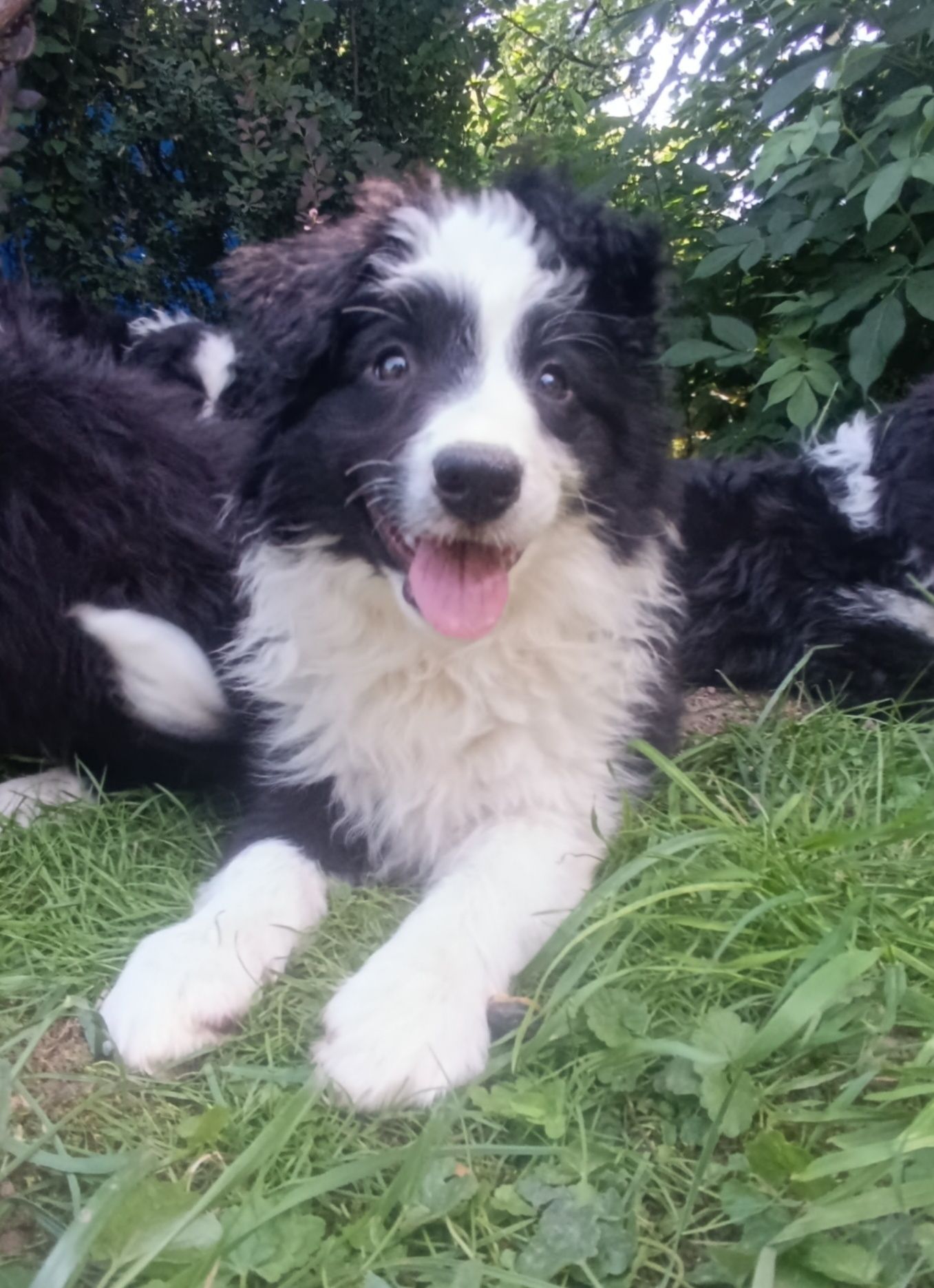 Suczka Border Collie