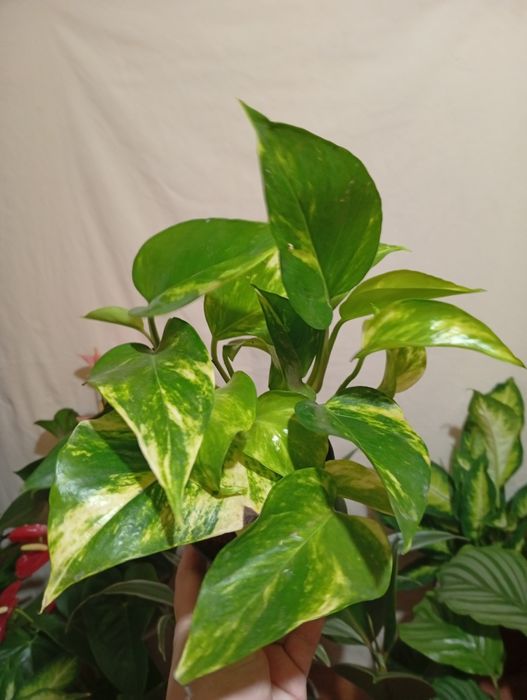 Вариегатный Эпипремнум сциндапсус  хепи лиф