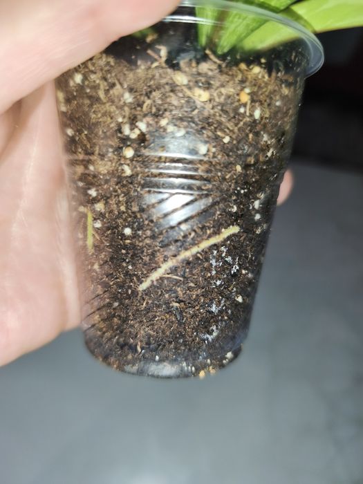 Хойя Френсо бьюти