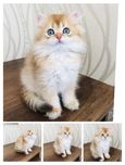 Золотой длинношёрстный мальчик. Котята/кошенята.
