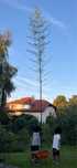 Bambus 7m. Phyllostachys vivax i Phyllostachys Shanghai 3