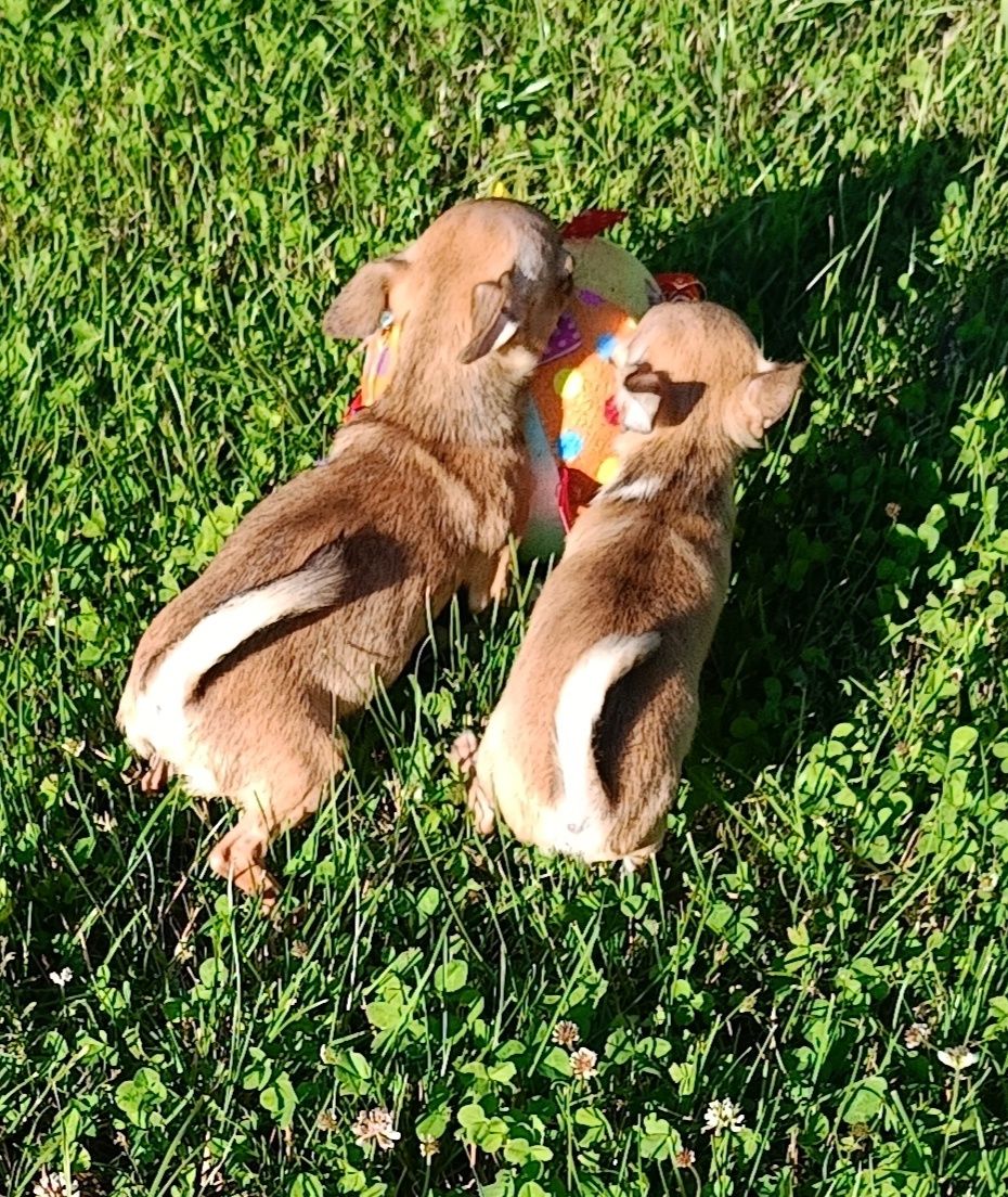 *** Malutka Laleczka Chihuahua *** Gotowa do odbioru ***