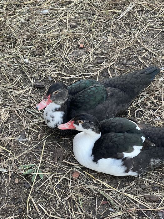 Patos mudos para mudar de quintal
