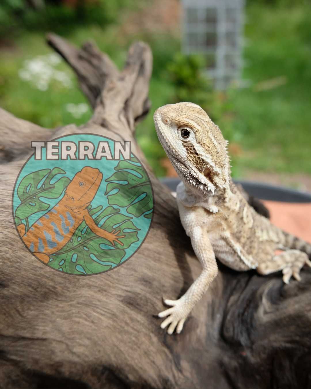 Agama brodata jaszczurka dla początkujących gekon