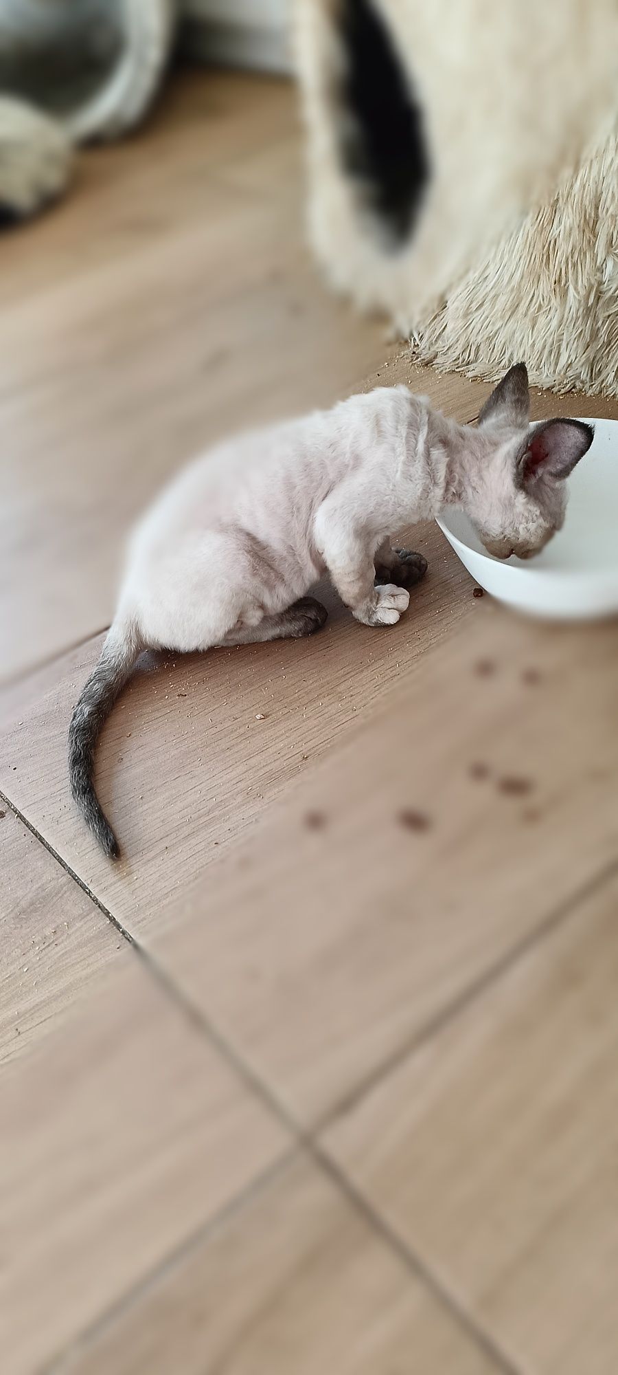Devon Rex mały kotek