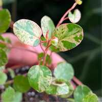 Мюленбекія Muehlenbeckia Axillaris Pink