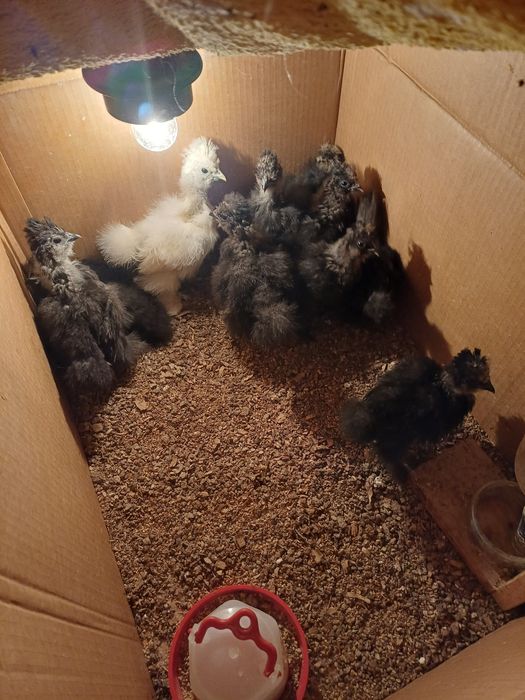 Kurczeta kurczaki Silki Silka odchowane