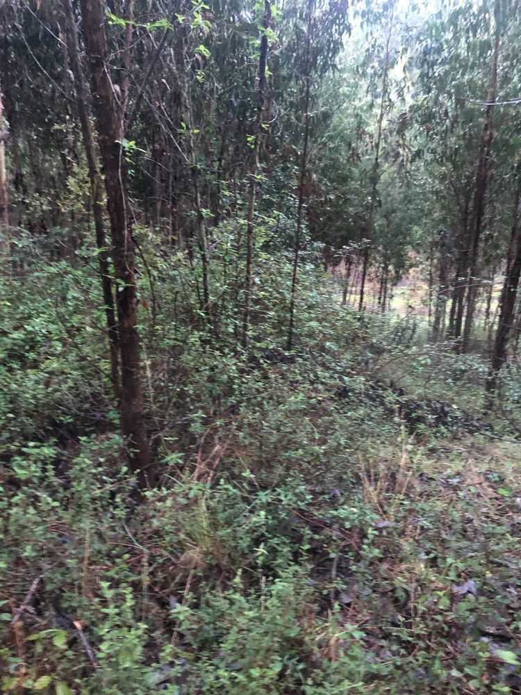 Limpeza terrenos