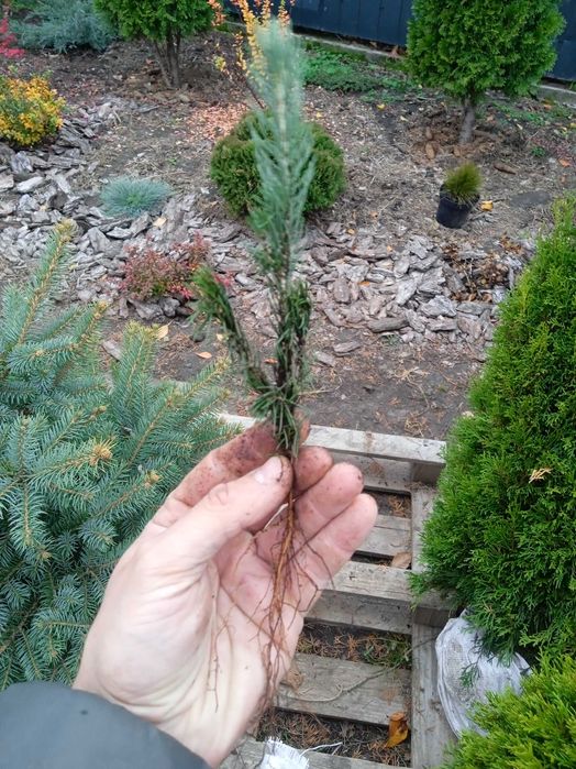 Ялина колюча блакитна Кейбаб 10–20 см. Від 50 шт. 2-річні сіянці.