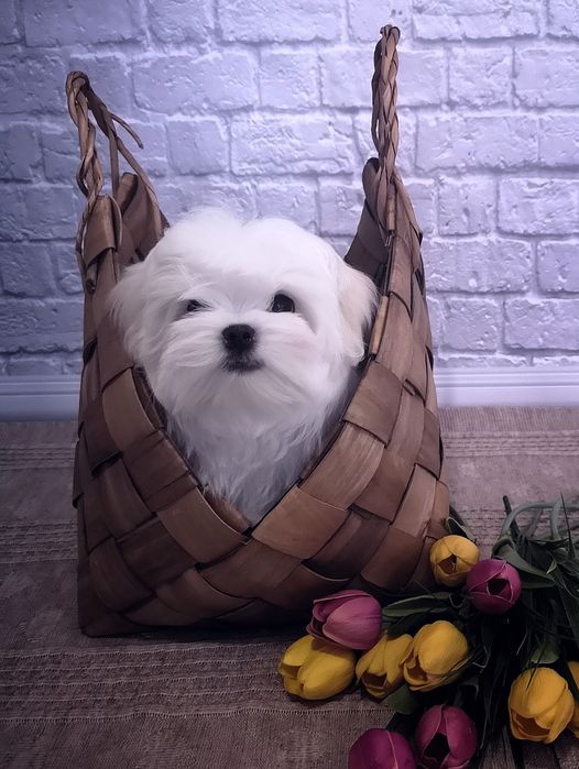 Шикарные щенки мальтезе