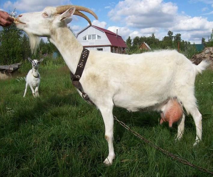 Продам козу Іру домашня