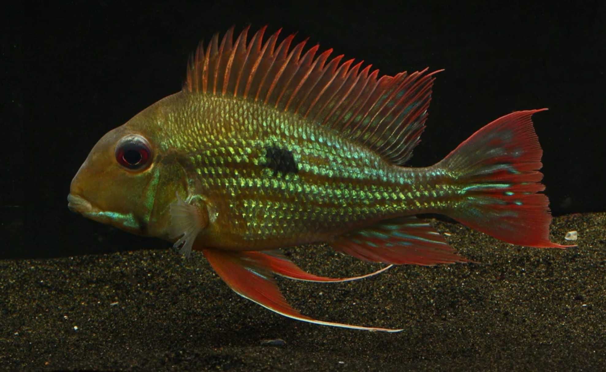 Ziemiojad winemilleri - Geophagus winemilleri - dowóz, wysyłka
