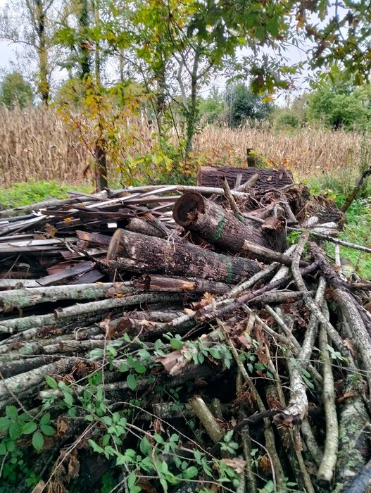 Três chopos cortadados pronto a rachar