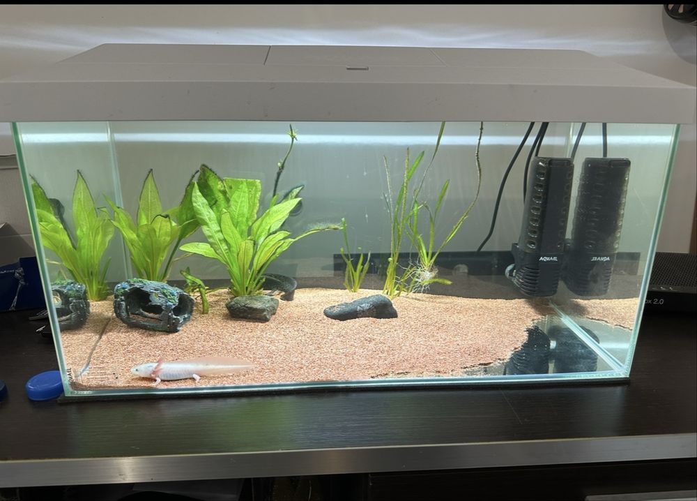 Aquael Leddy Plus D&N 60 2.0 Zestaw akwarium LED biały 54l