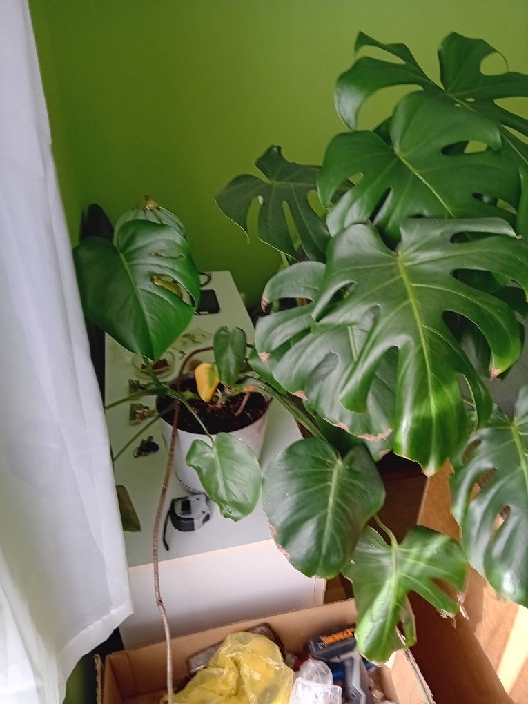 Monstera kwiat,żywy zdrowy