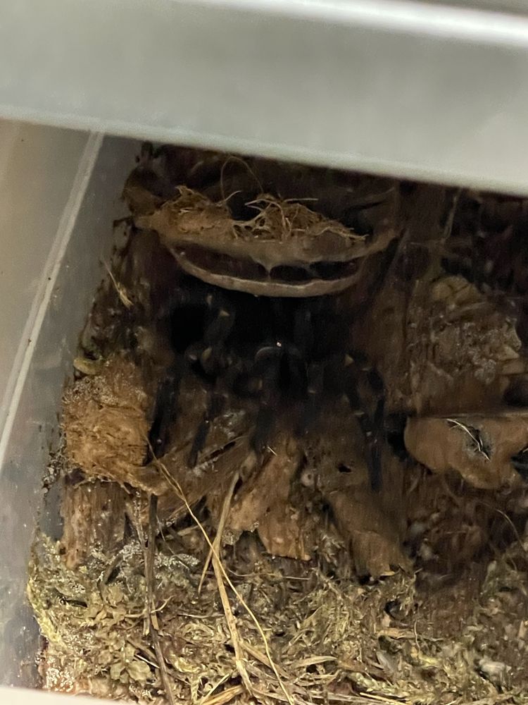 SOMGTHELA sp podrostki trapdoor spider pająk liphistius true spiders