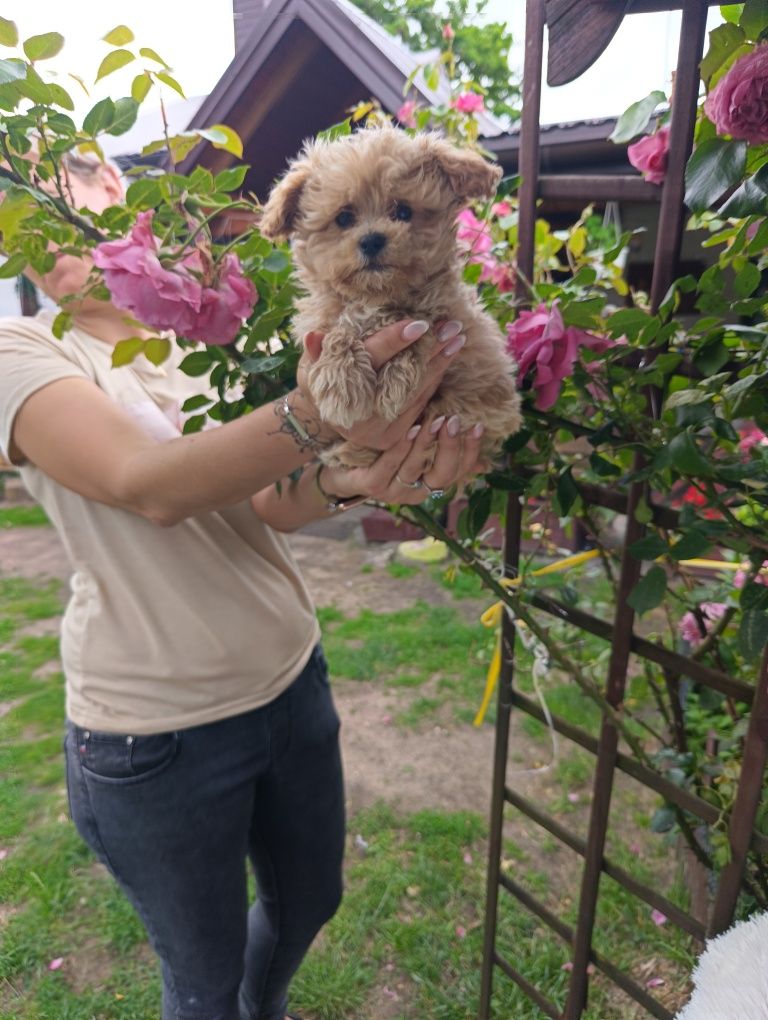 Szczeniak Maltipoo