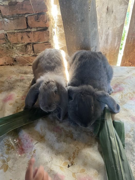 Кролі різних порід і віку