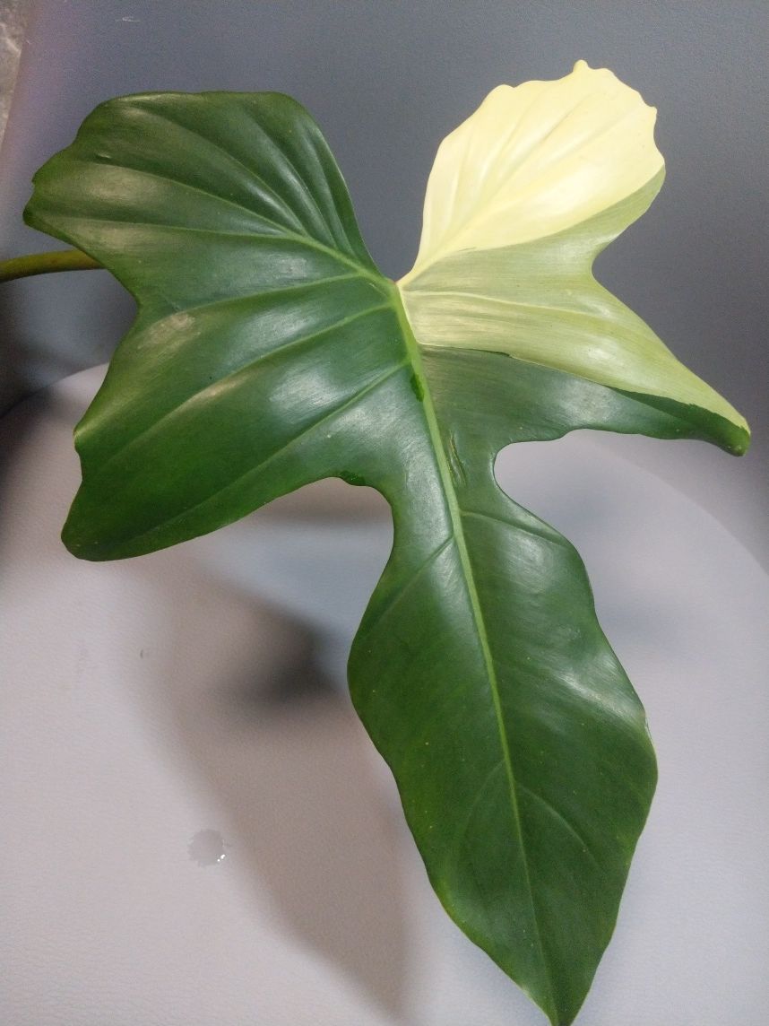 Philodendron Golden Dragon Variegata