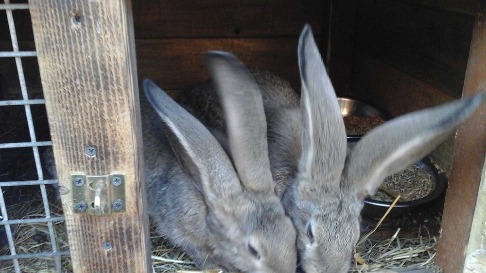 Sprzedam kruliki belgi szare itermandzkie białe