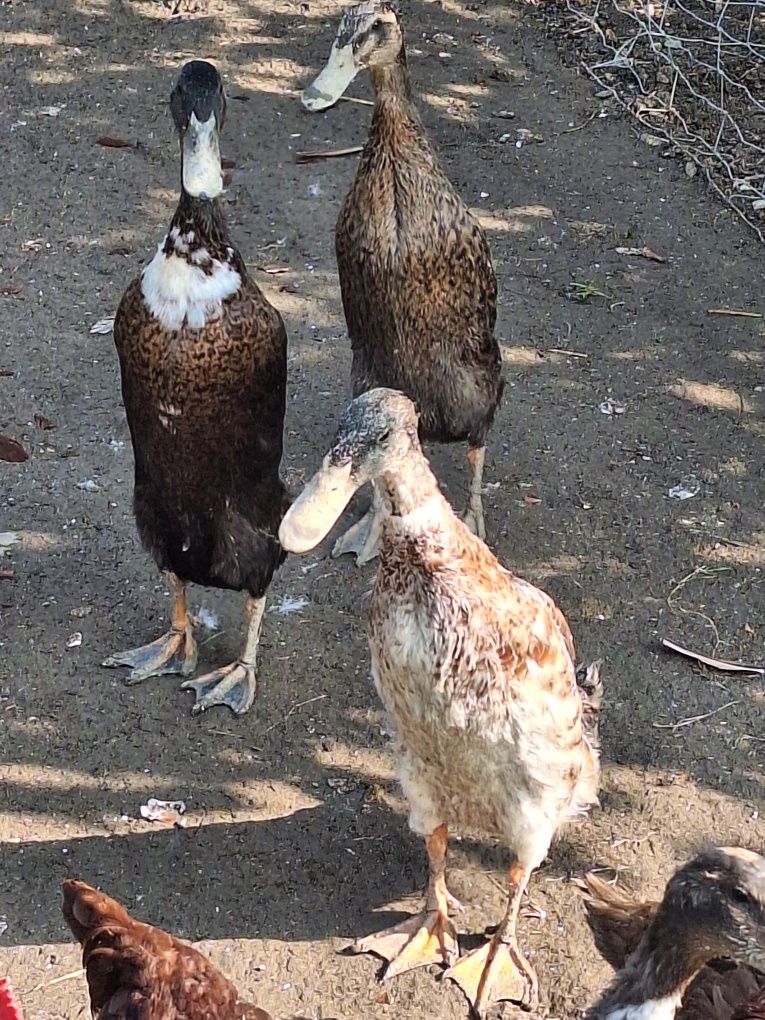 Jaja jajka kaczki pekin staropolska biegus dworka ruanska francusk kho