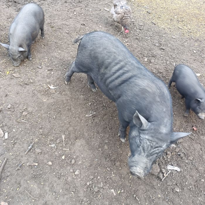 Wietnamki śliczne świnki i knury