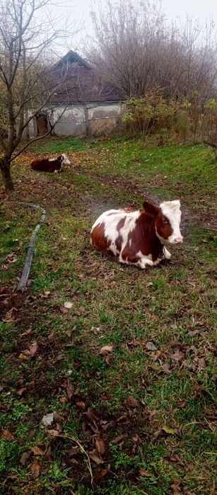 Продаються телички, віком 9 і 6 місяців,від високопродуктивних корів.