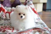 Pomeranian kremowy chłopak