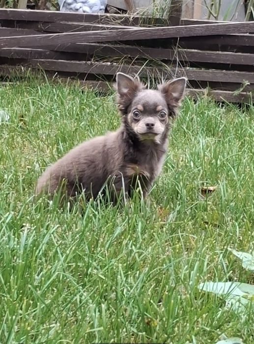 Красуння підрощена чихуахуа