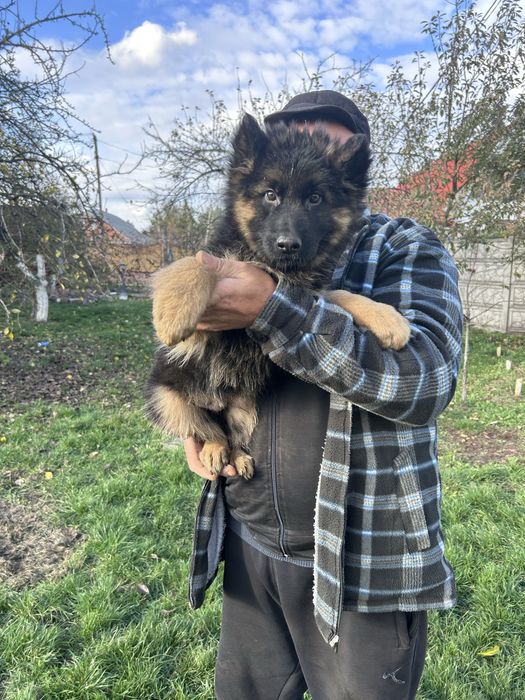 Щенята довгошерстної німецької вівчарки