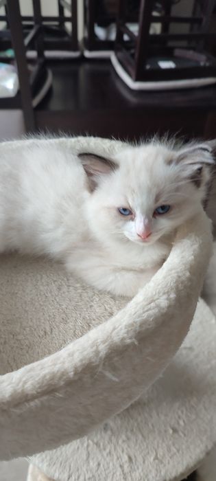 Ragdoll  kocurek  rodowód FPL