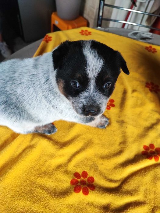 Suczka Australian Cattle Dog