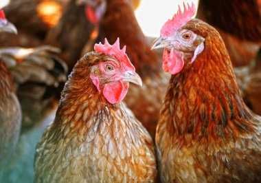 Яйця  в інкубатор - ГОЛОШИЙКА