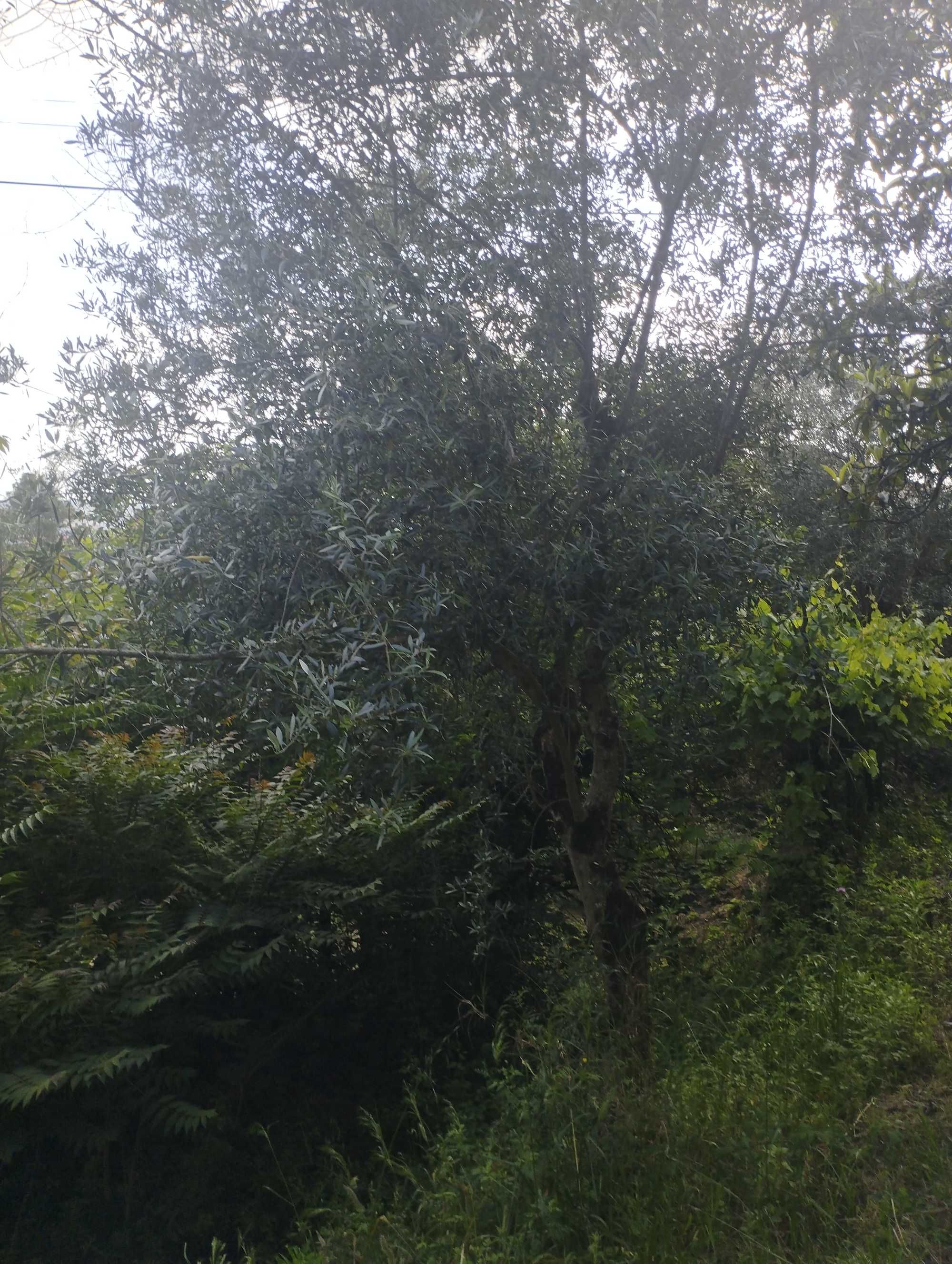 Oliveiras Centenárias   Várias Disponíveis