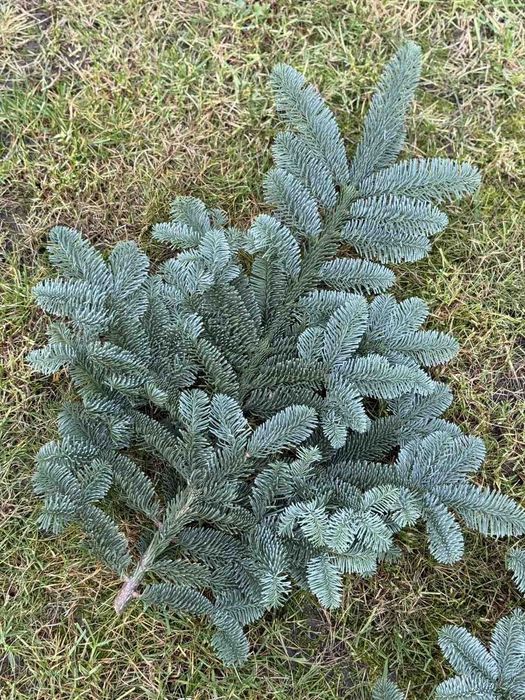 Продам Нобіліс привезений з Данії