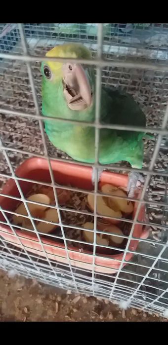 Amazona Oratrix fêmea