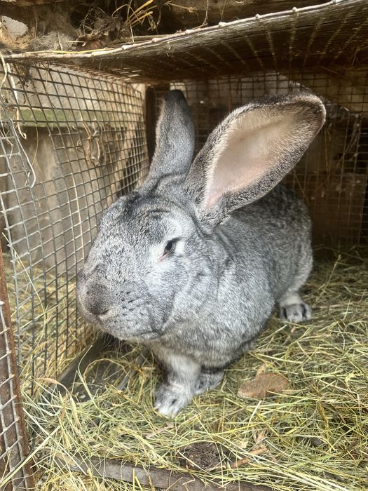 Кролик серый великан