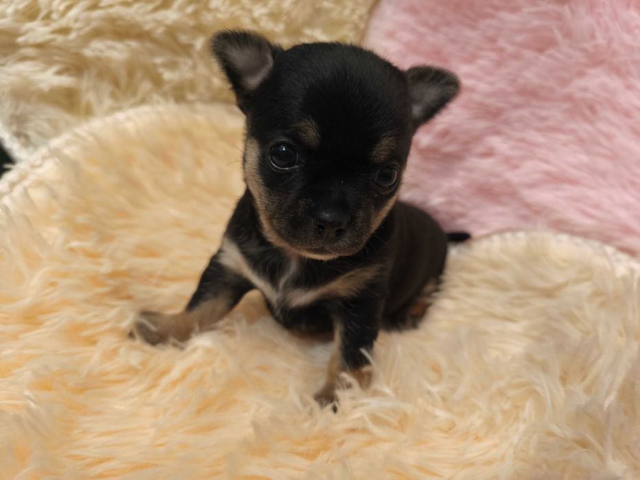Dziewczynka chihuahua