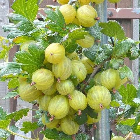 Саджанці агрусу "МАЛАХІТ" Саженцы крыжовника "МАЛАХИТ"