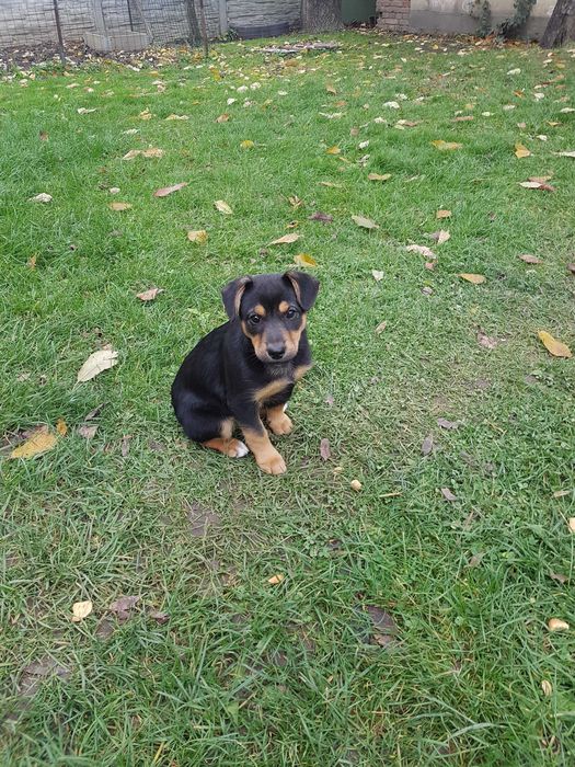 Za darmo do oddania "MALI"