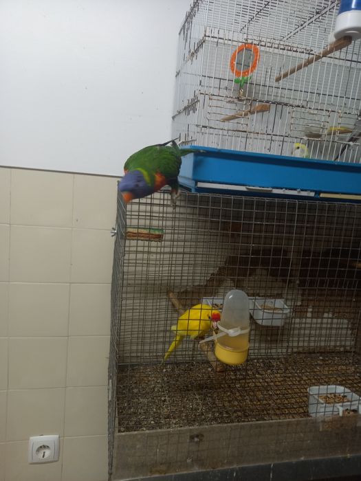 Loris molucano criado à mão