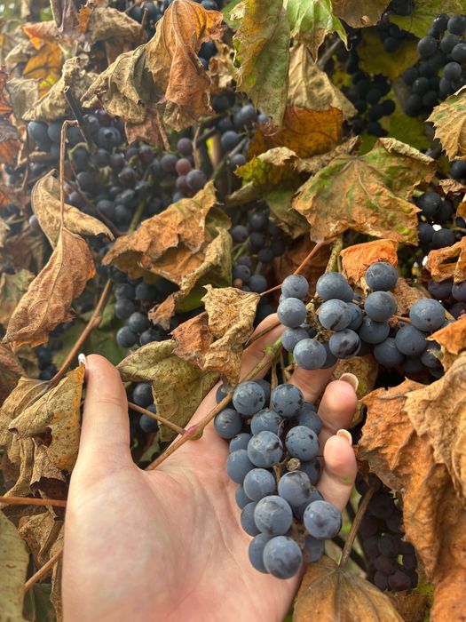 Winogrono - idealne na wino i sok