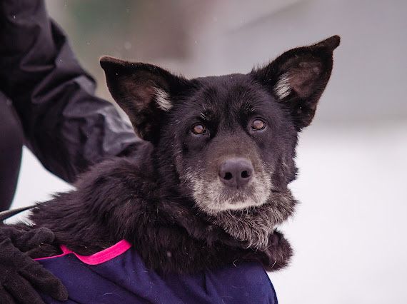 Teosia cudowna lękliwa suczka do adopcji