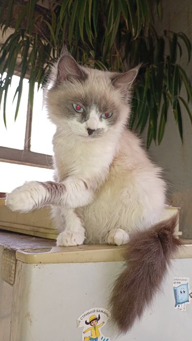 Отдам в хорошие руки