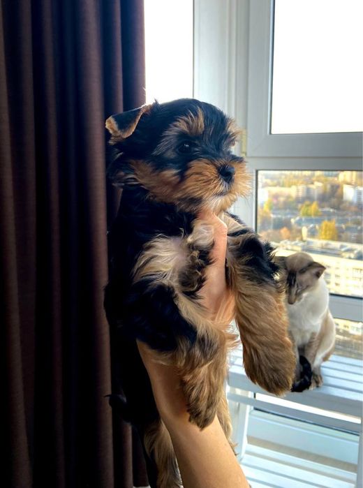 Красунчики Йоркширські тер‘єри