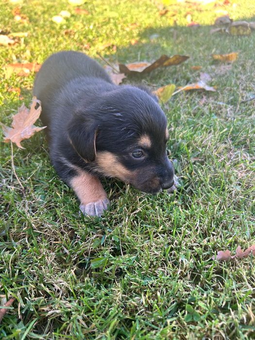 Oddam pieski w dobre ręce