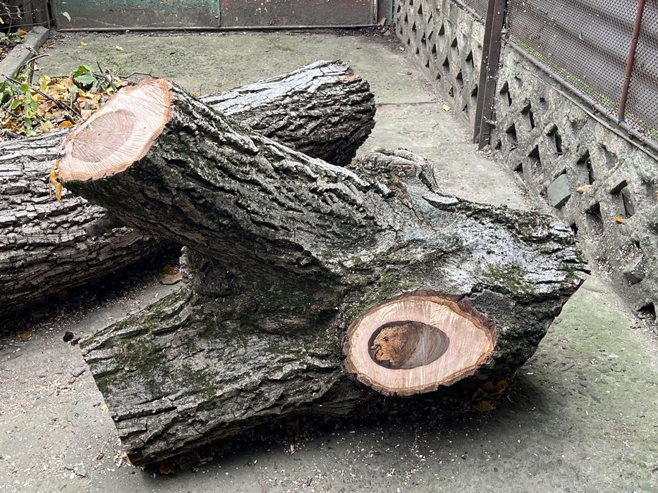 Продам стовбур і верхушку грецького горіха (канадський сорт)