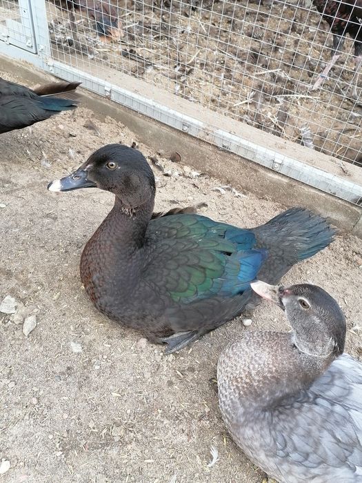 Kaczory kaczki piżmowe 2024