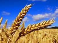 Пшеница ячмень продам